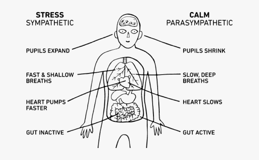 The sympathetic versus parasympathetic nervous systems.